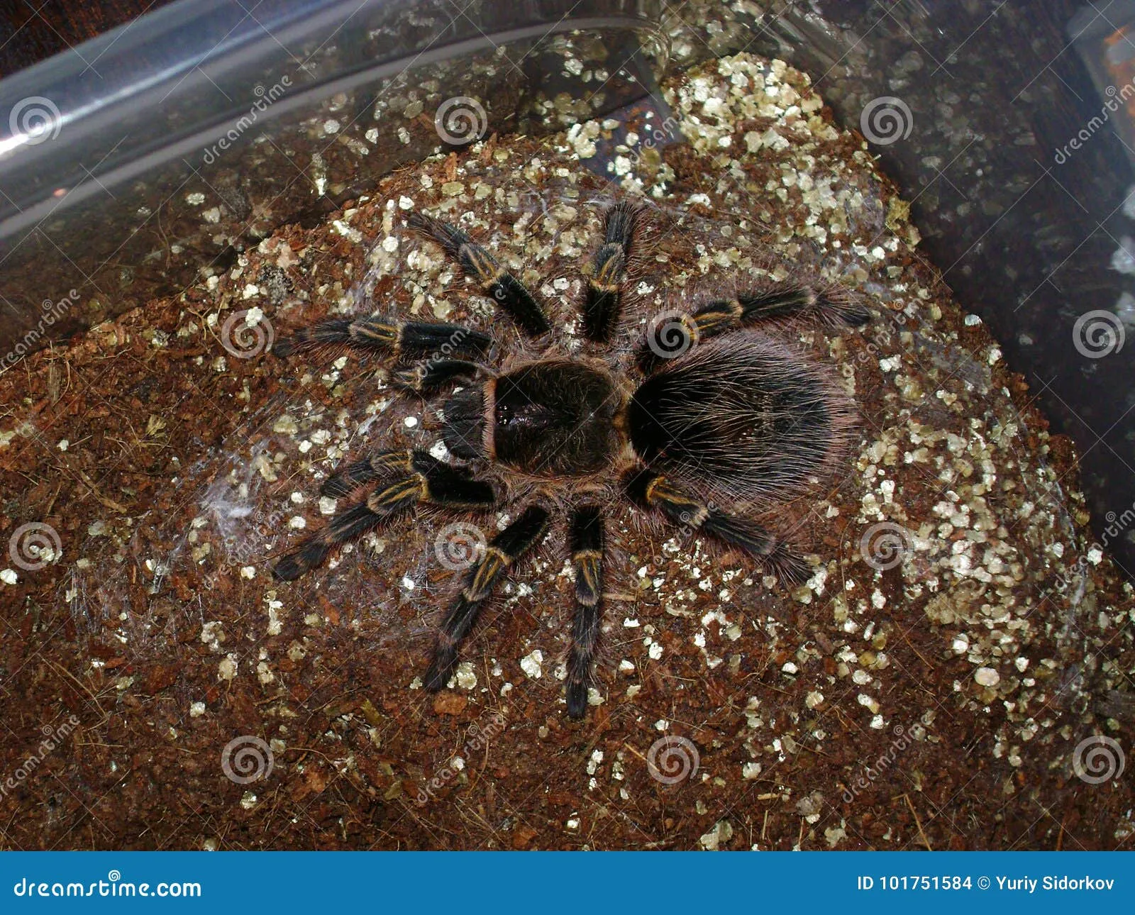 16395 tarantula webbing