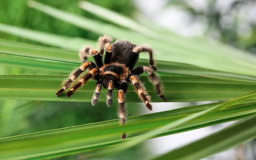 /img/16396-avoid-tarantula-name-mistakes.webp