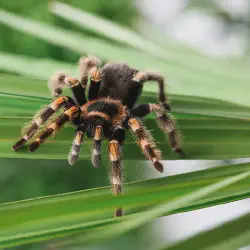 /img/16396-avoid-tarantula-name-mistakes.webp