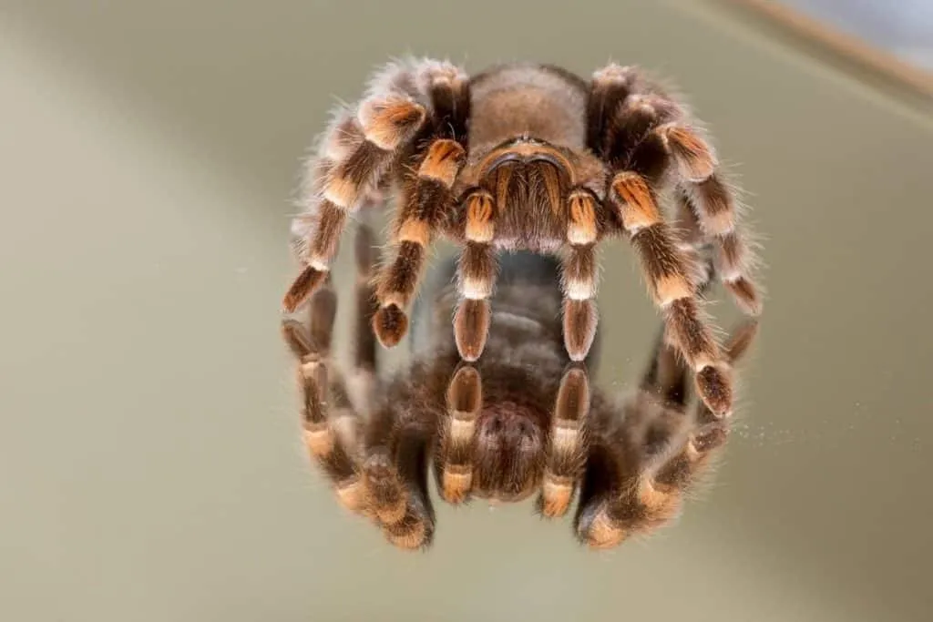 16396 tarantula name 1