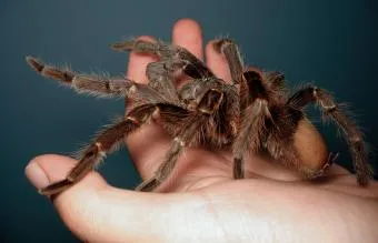16396 tarantula name 3