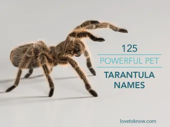 16396 tarantula name 4