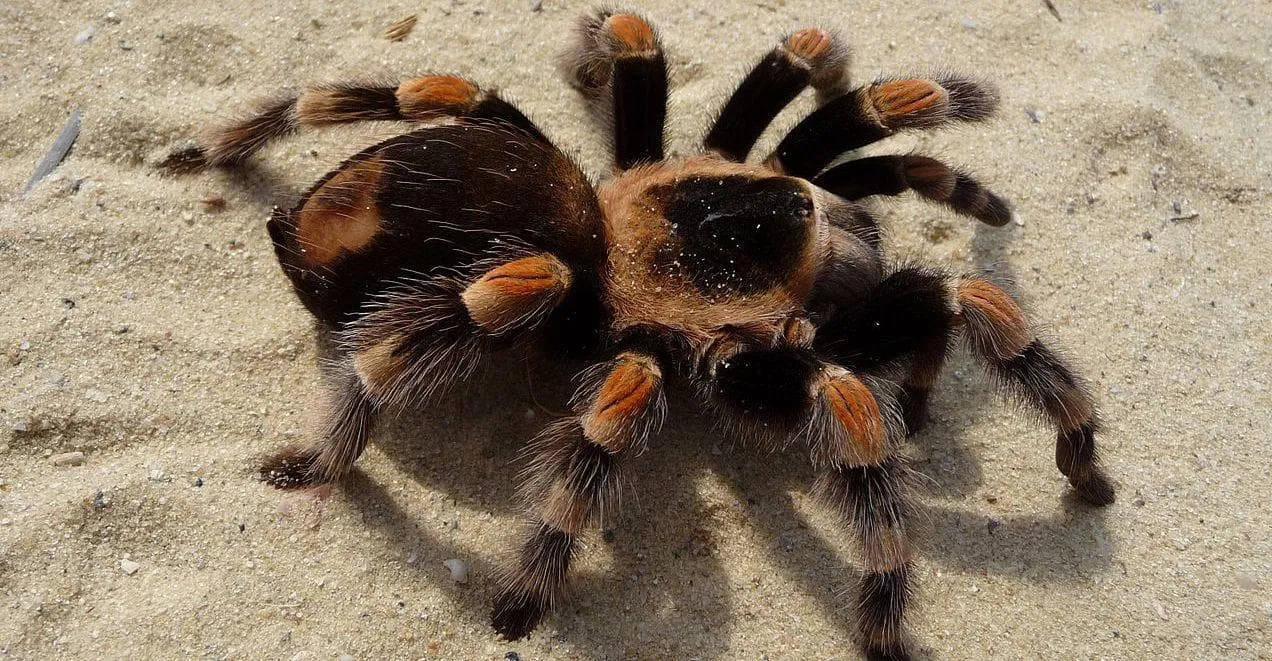 16396 tarantula name 5