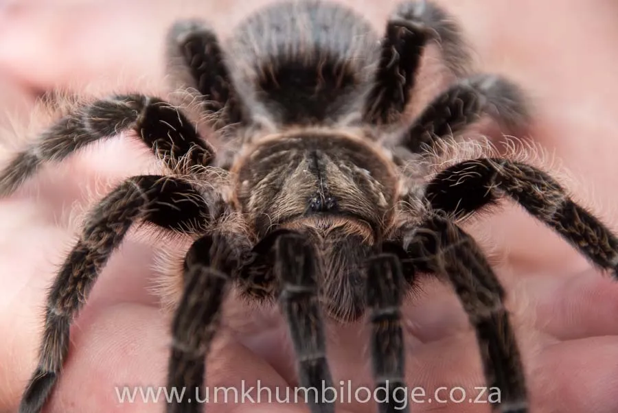 /img/16397-tarantula-health.webp