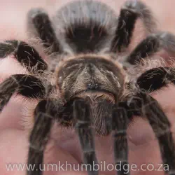 /img/16397-tarantula-health.webp