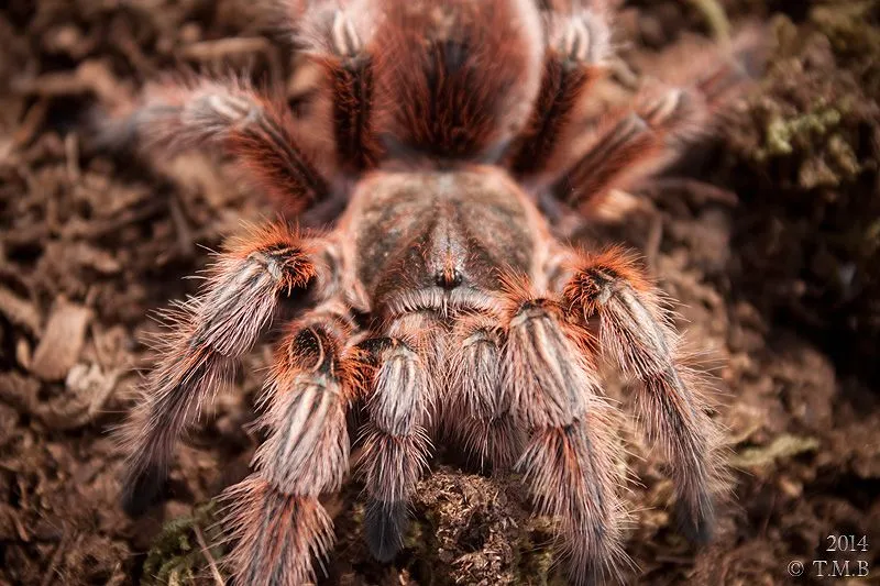 16399 rcf tarantula appearance