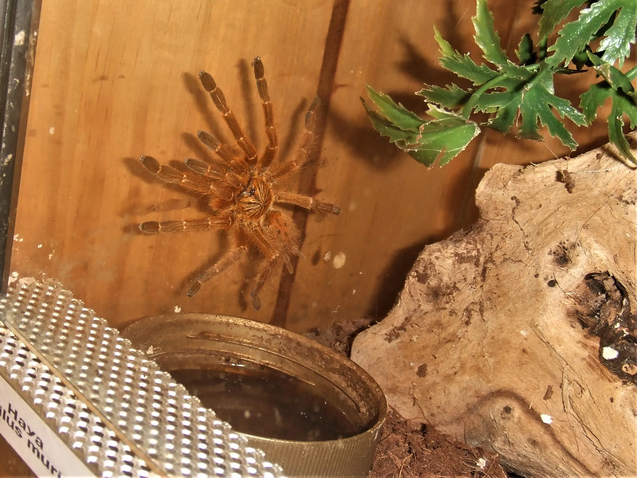 16399 rcf tarantula breeding