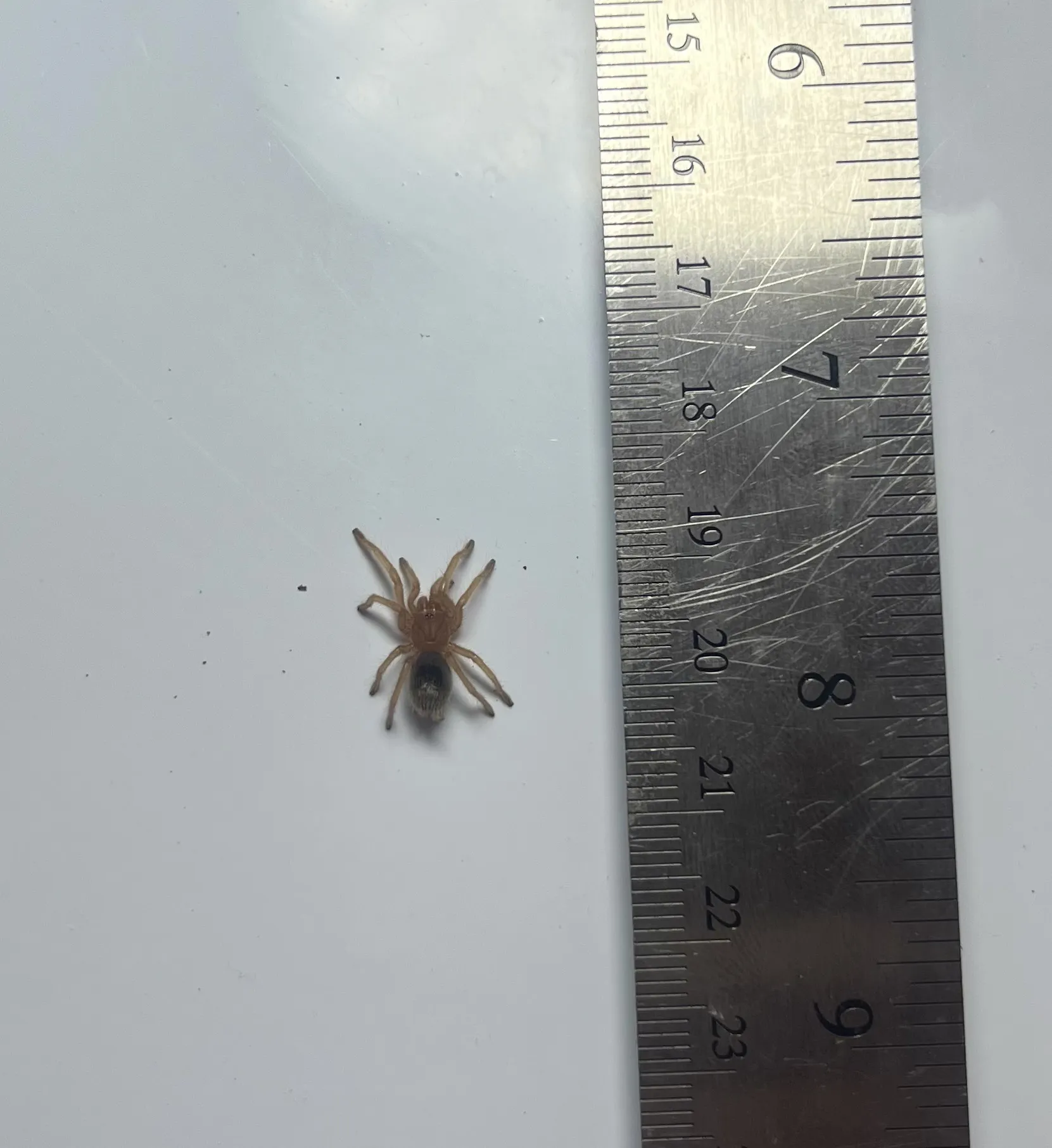 16399 rcf tarantula enclosure