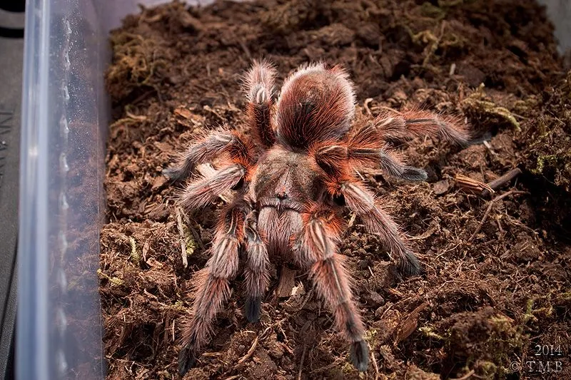 16399 rcf tarantula feeding