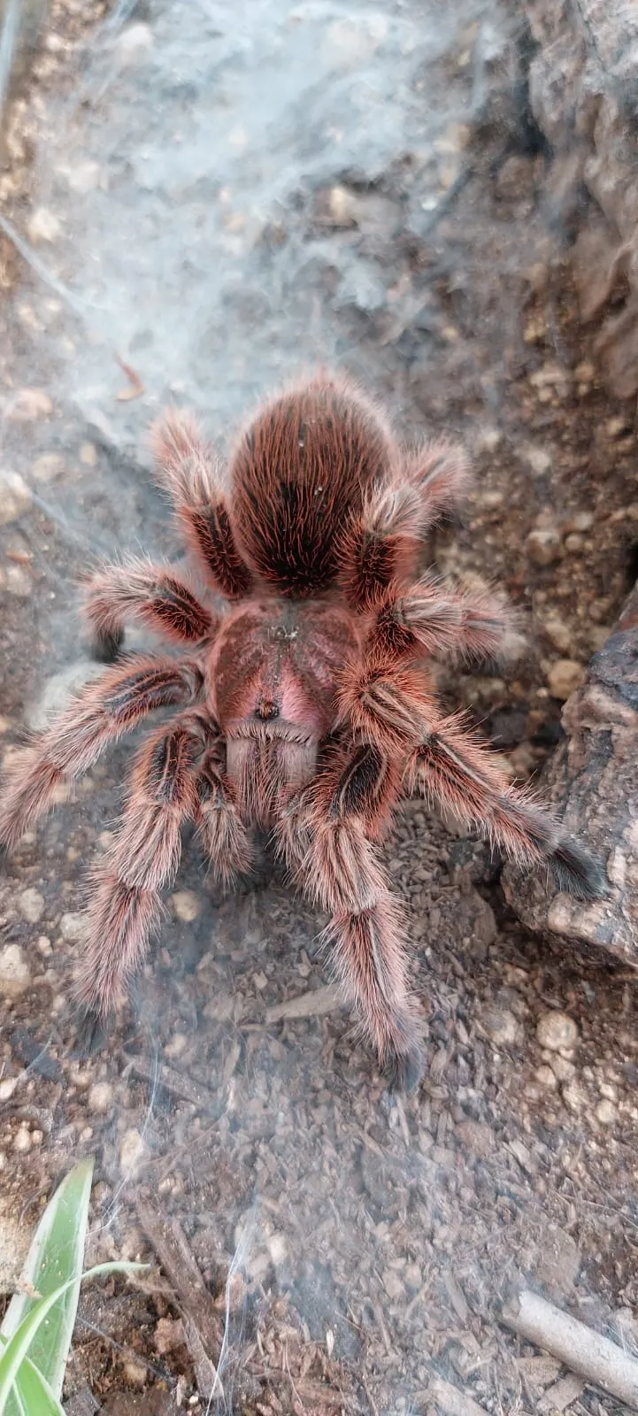 16399 rcf tarantula handling