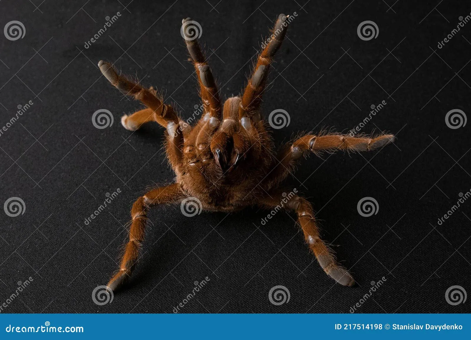 16400 tarantula hair removal