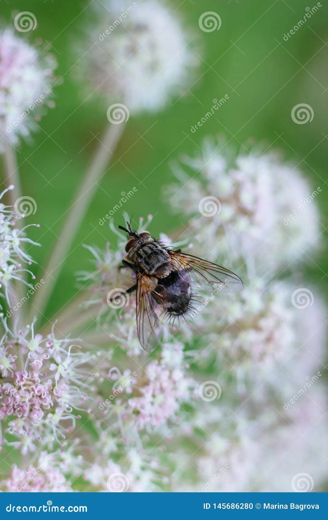 16400 tarantula species