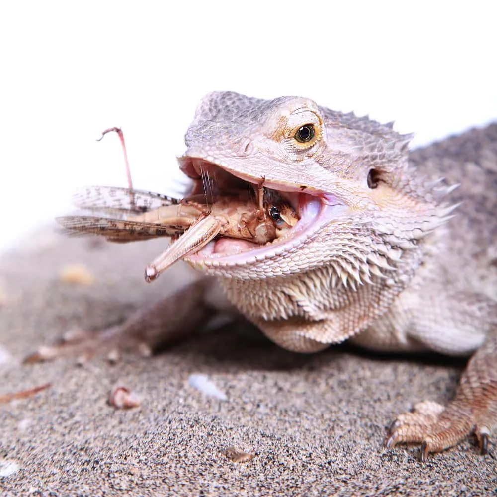 16401 bearded dragon after meal