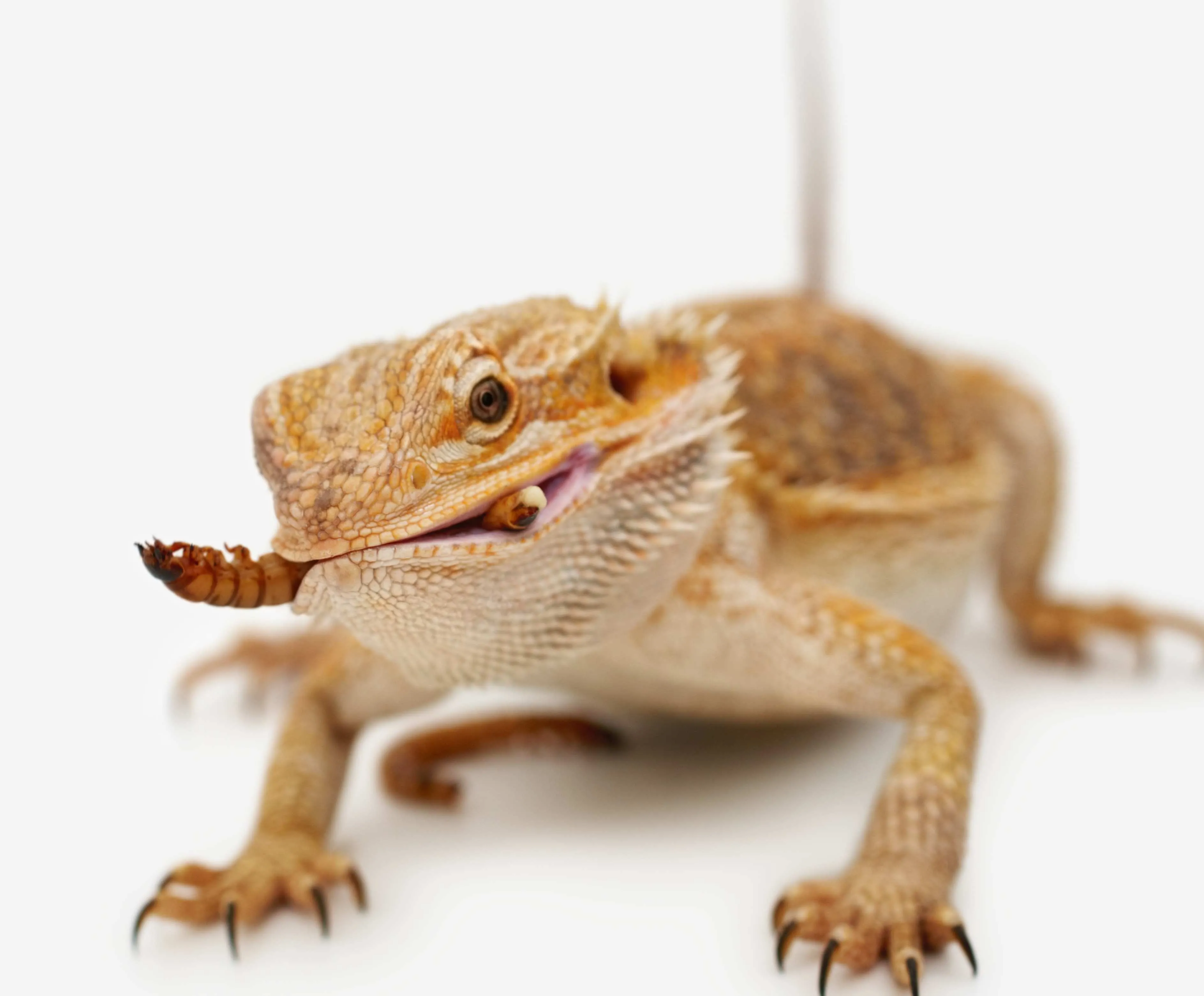 16401 bearded dragon eating insect