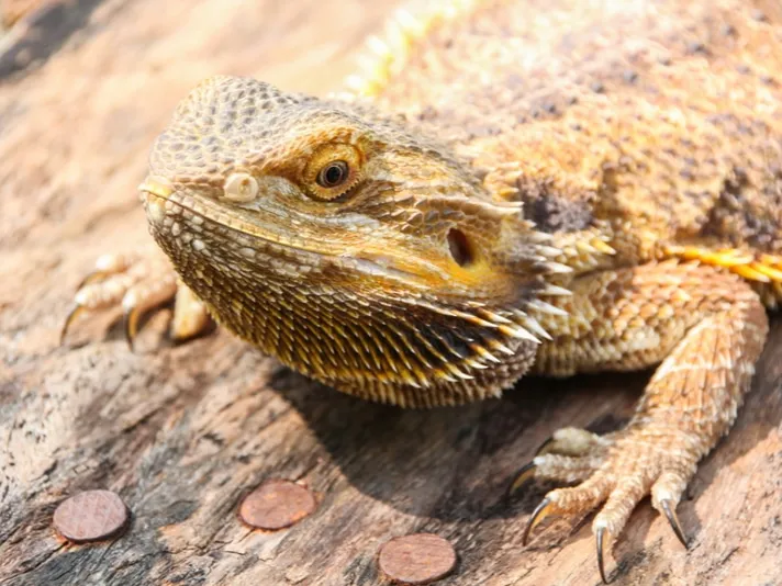 16401 bearded dragon healthy diet