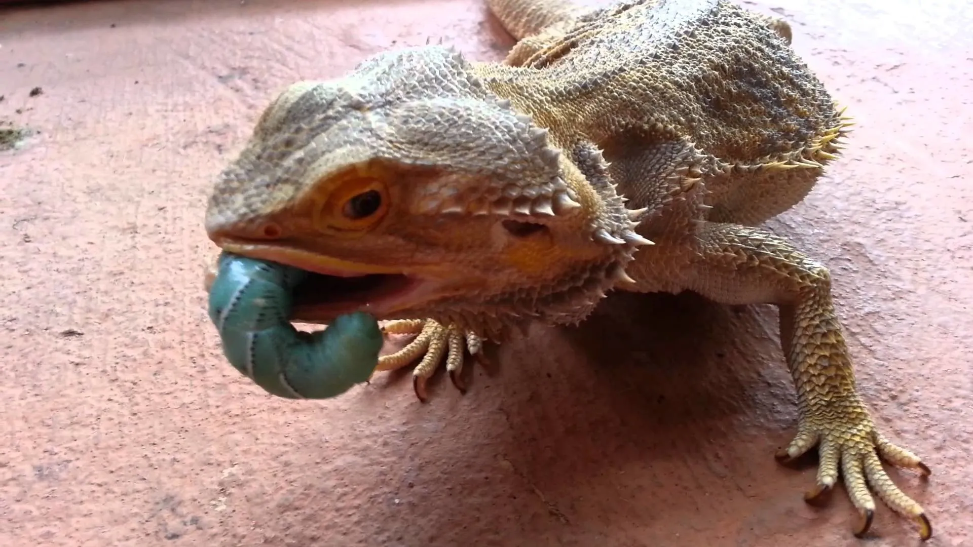 16401 bearded dragon vs tarantula battle