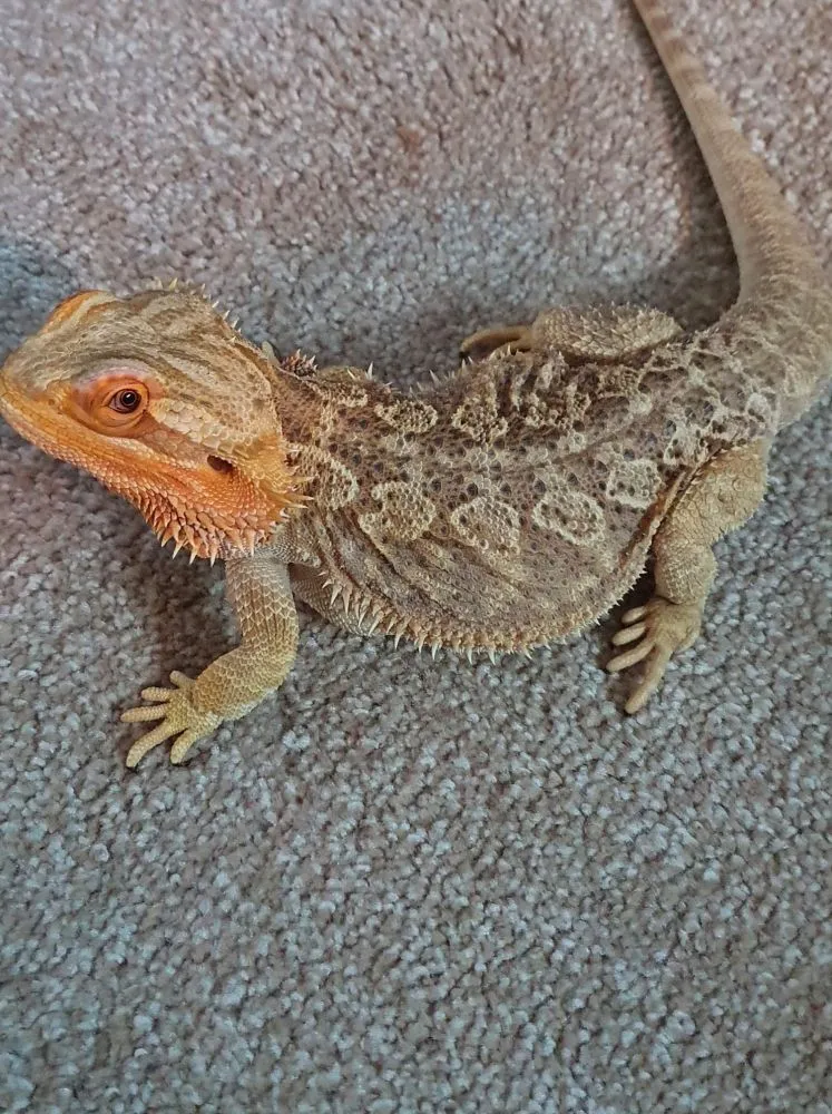 16401 tarantula defense