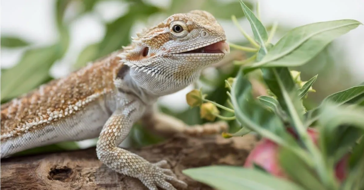 /img/16401-tarantula-vs-bearded-dragon-safety.webp