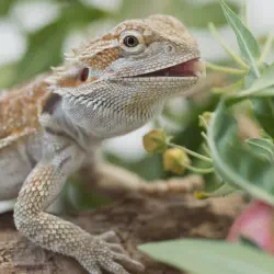 /img/16401-tarantula-vs-bearded-dragon-safety.webp
