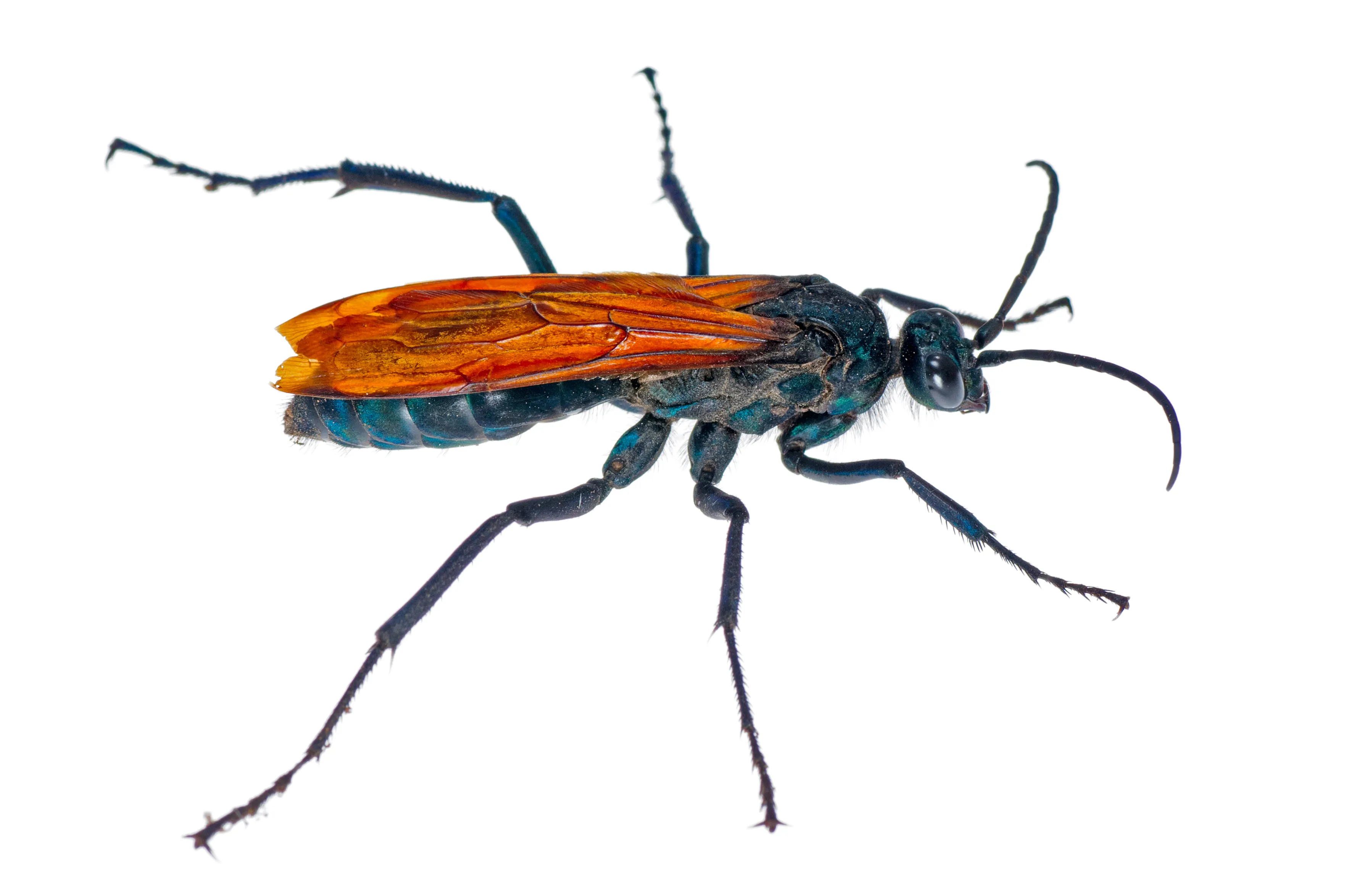 16403 tarantula hawk nederlands image1