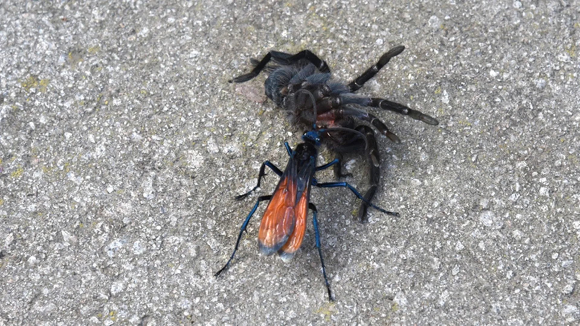 16403 tarantula hawk nederlands image2