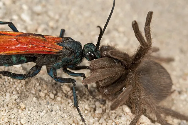 16403 tarantula hawk nederlands image3