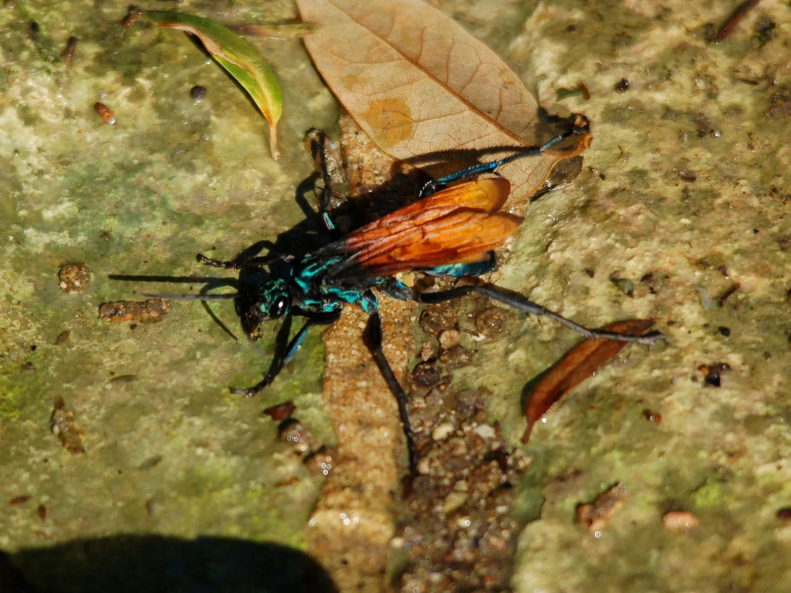 16403 tarantula hawk nederlands image5