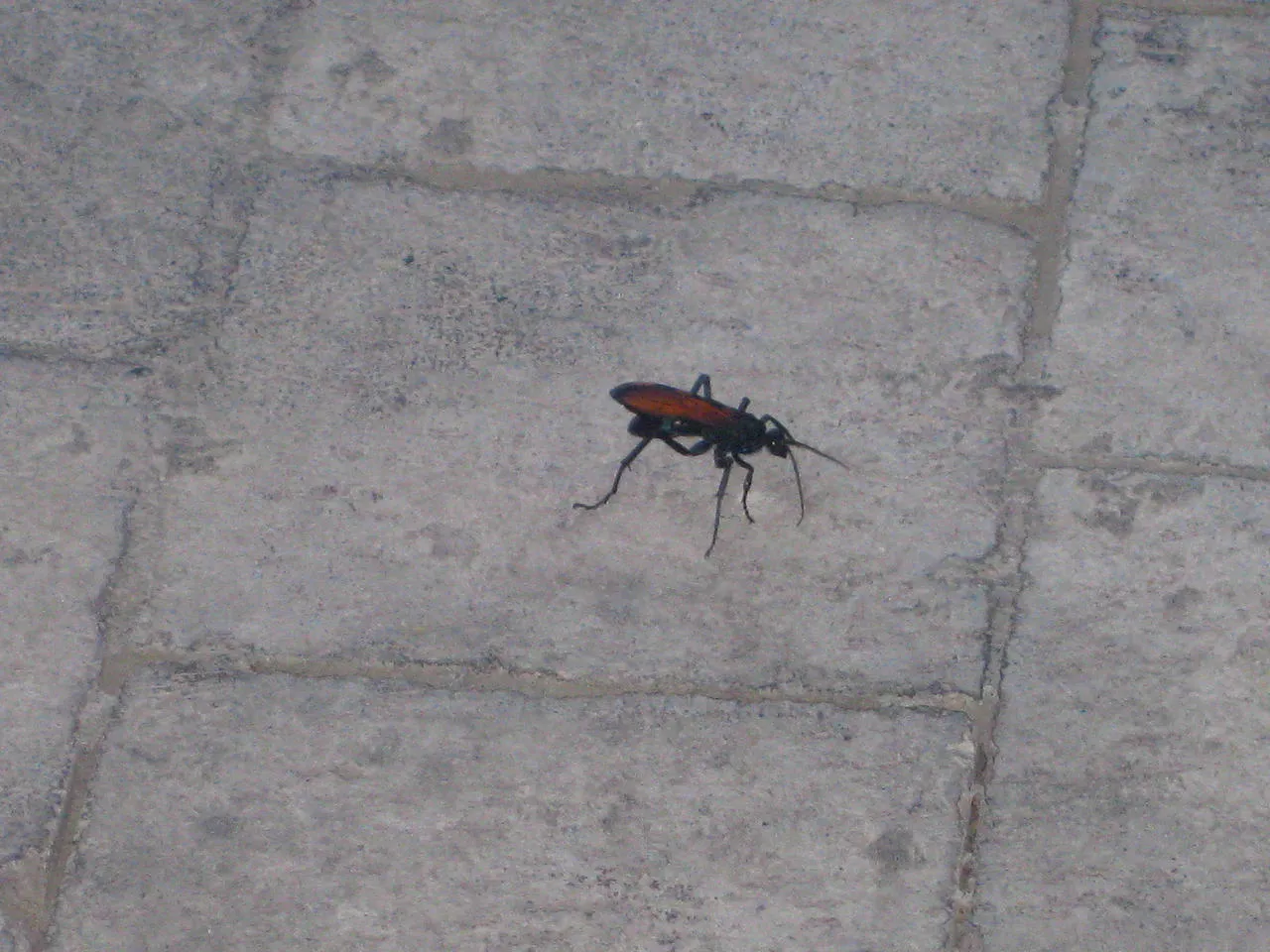 /img/16403-tarantula-hawk-nederlands-image7.webp