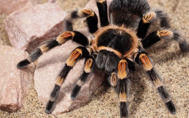 16404 tarantula diet