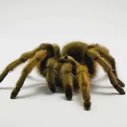 /img/16404-tarantula-keeping.webp