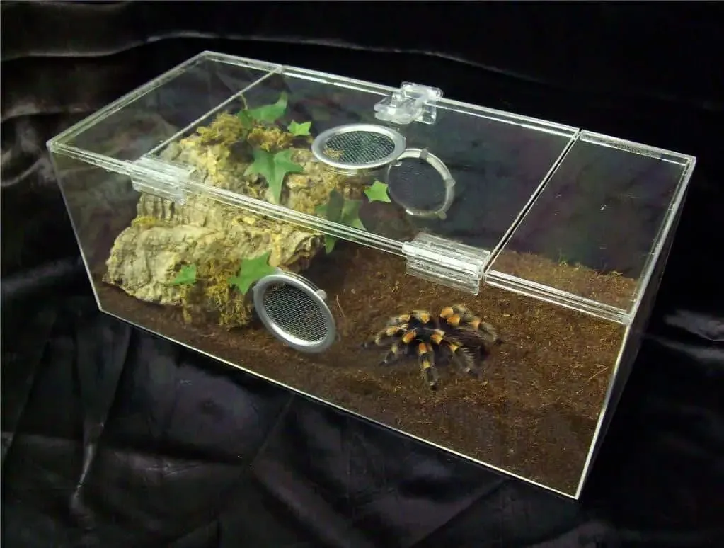 16405 tarantula enclosure setup