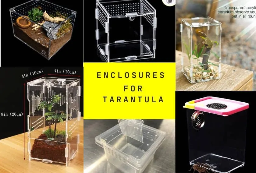 16405 tarantula ventilation