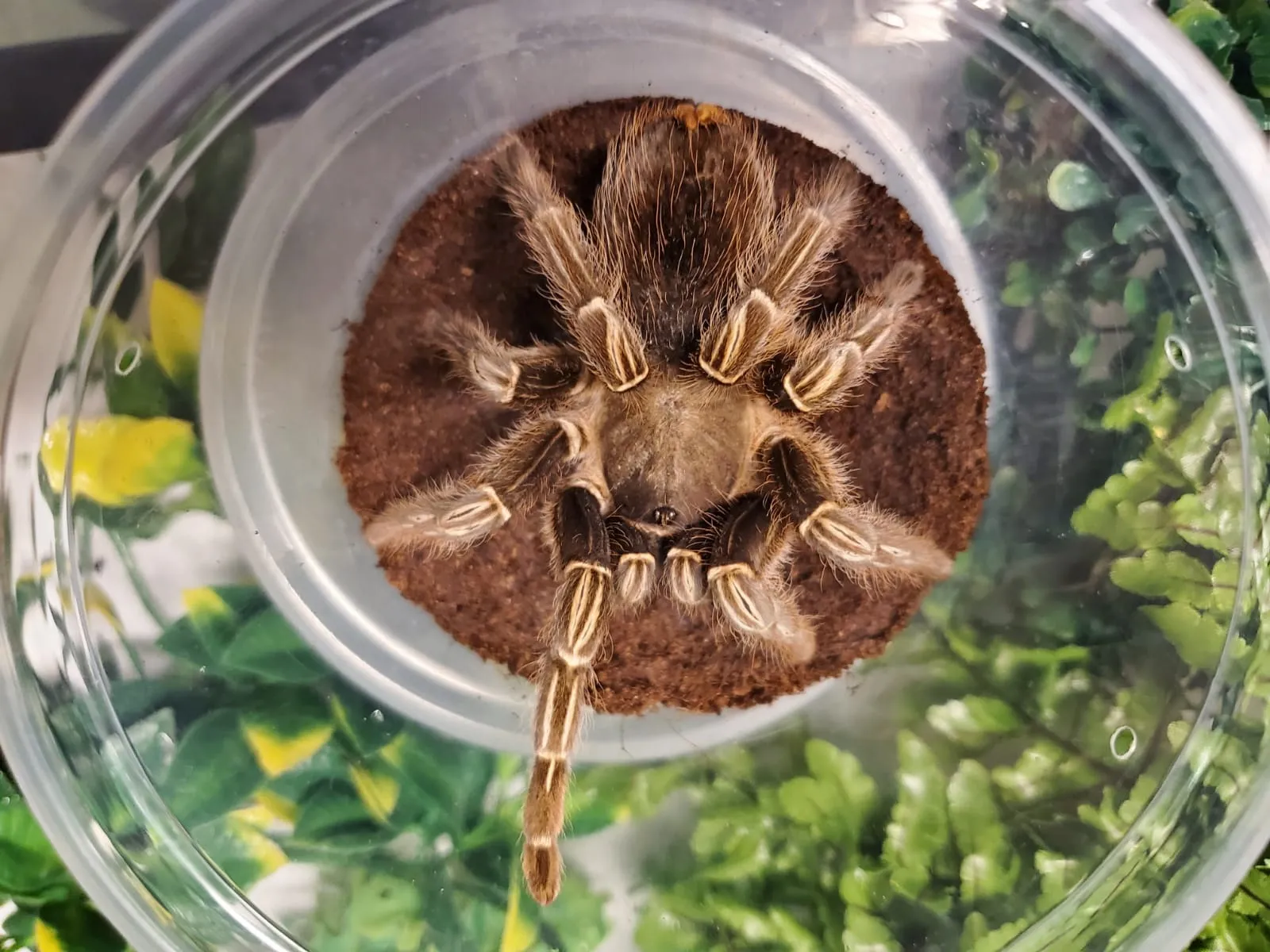 16406 mealworms for tarantulas