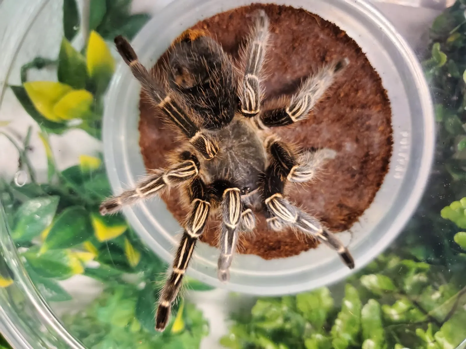 16406 roaches for tarantulas