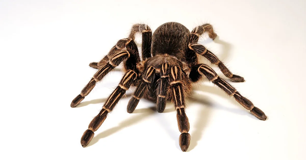 16406 striped knee tarantula eating