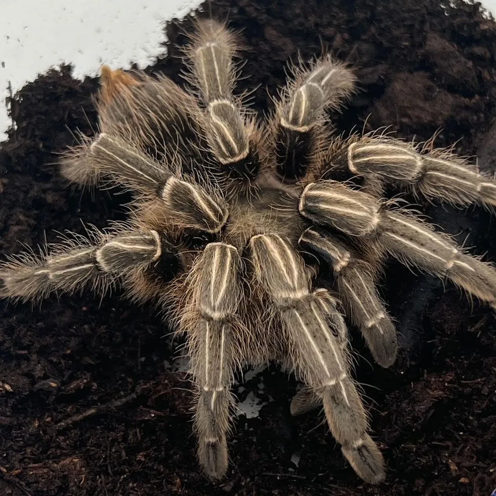 16406 superworms for tarantulas