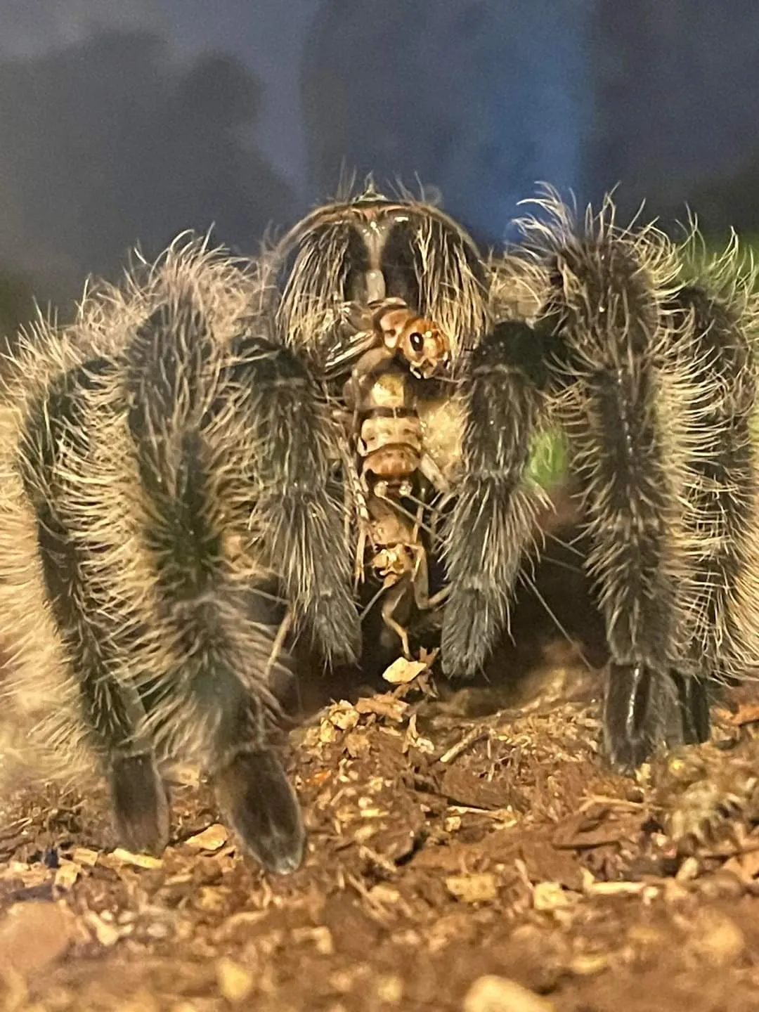 16407 cricket as predator