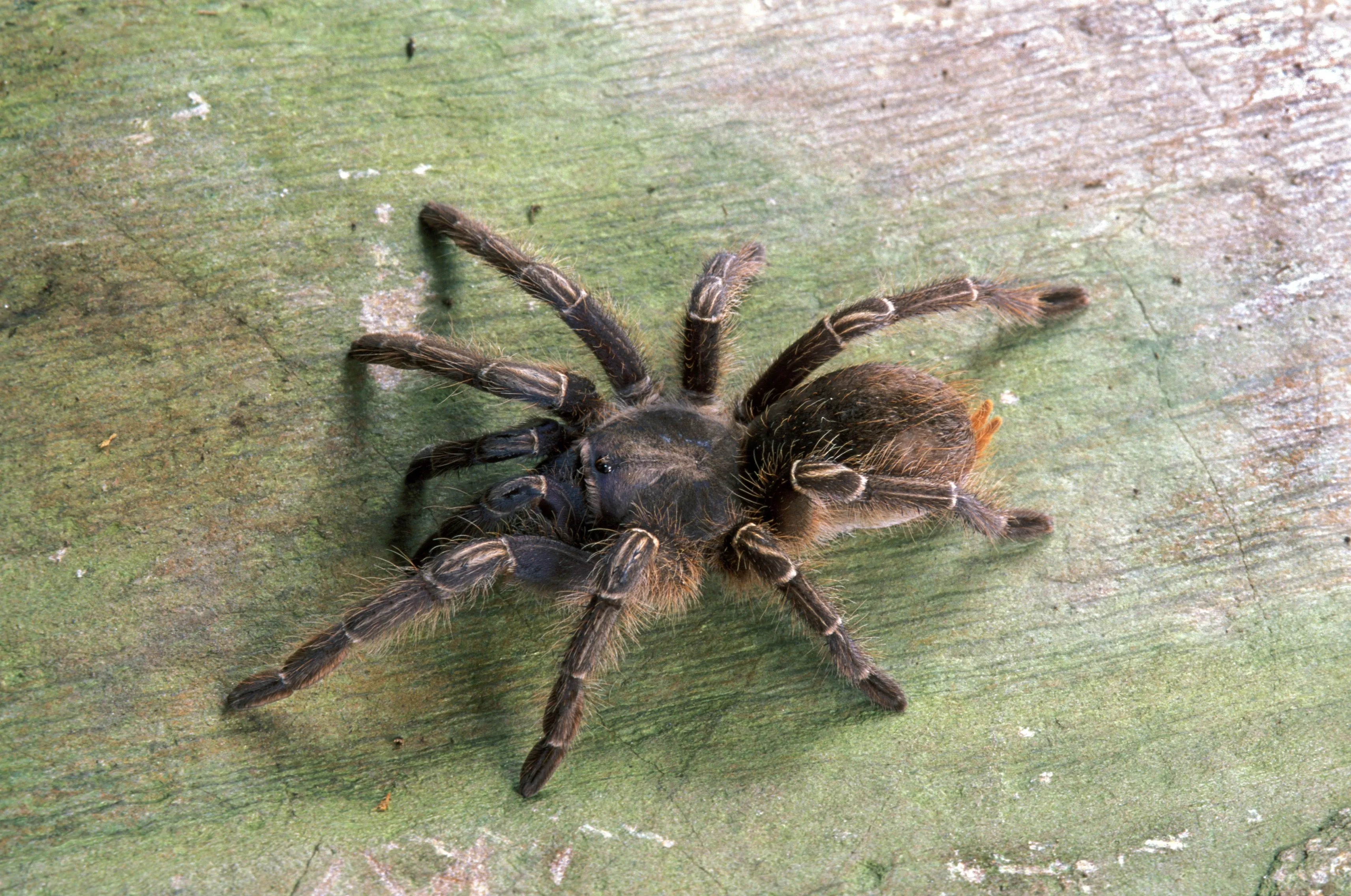 16408 choosing tarantula species