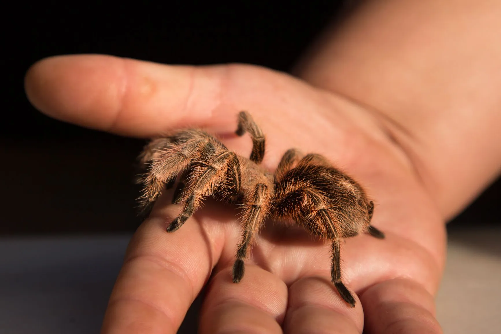 /img/16408-cleaning-tarantula-enclosure.webp