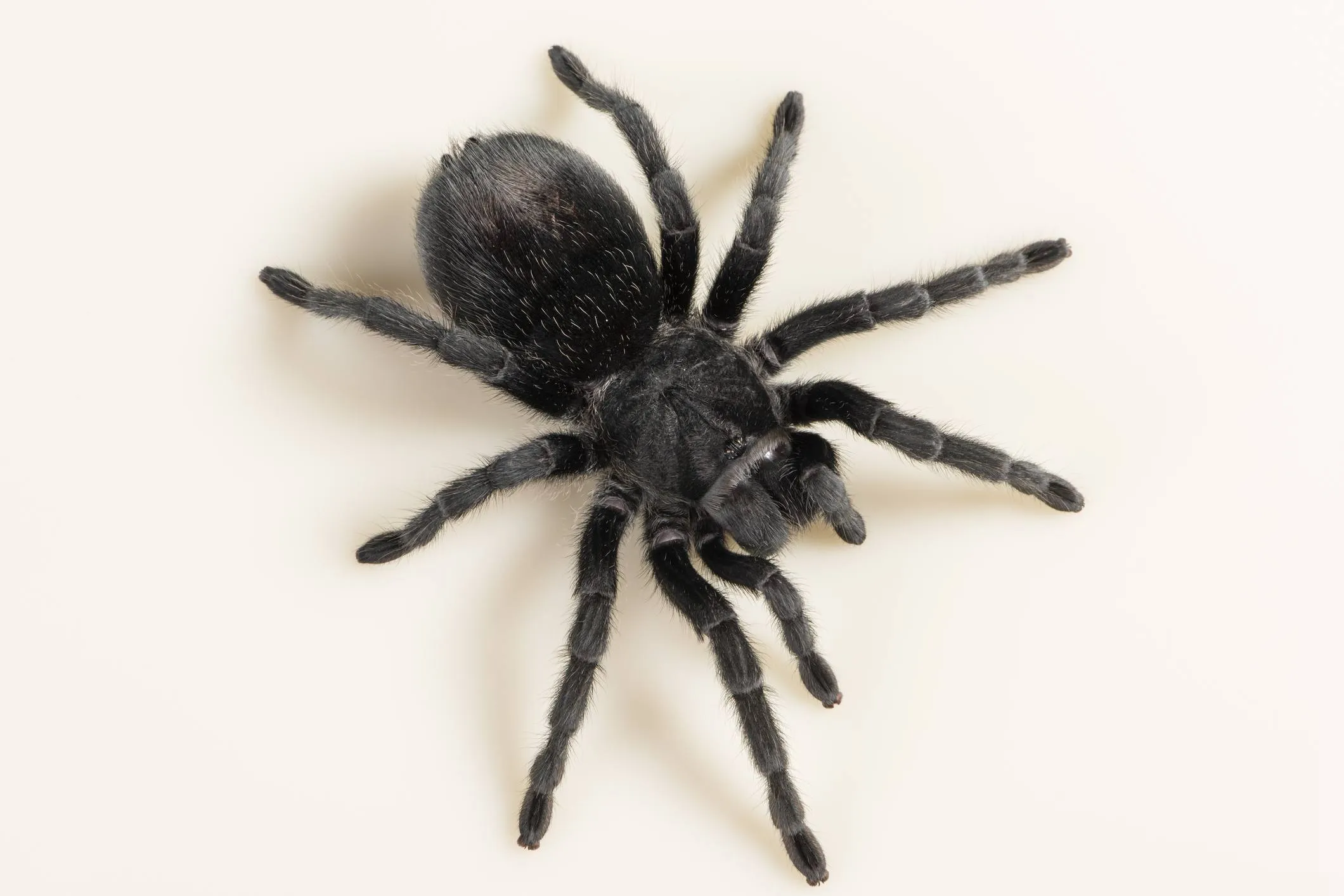 16408 tarantula molting