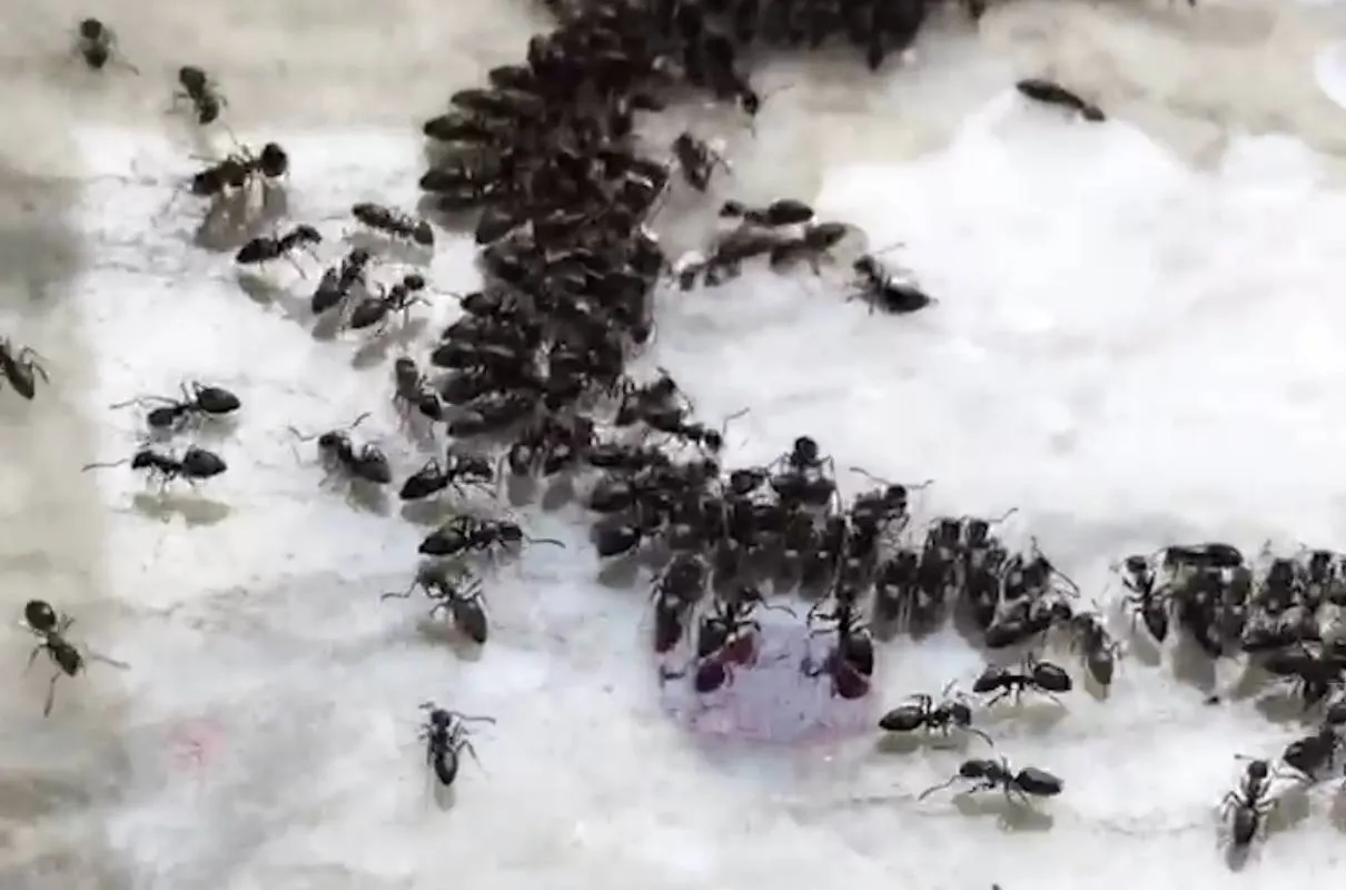 16410 ants tarantula