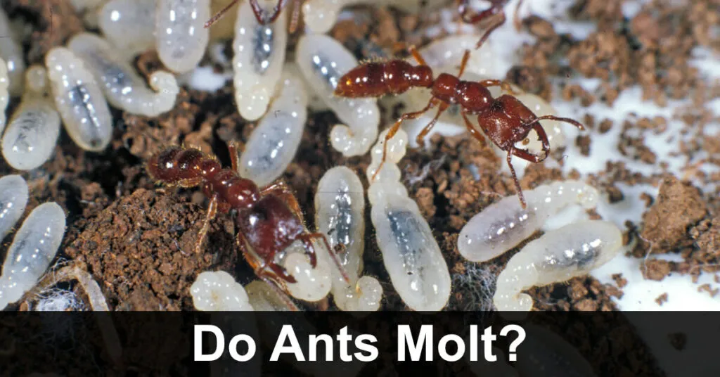 16410 cleaning tarantula enclosure