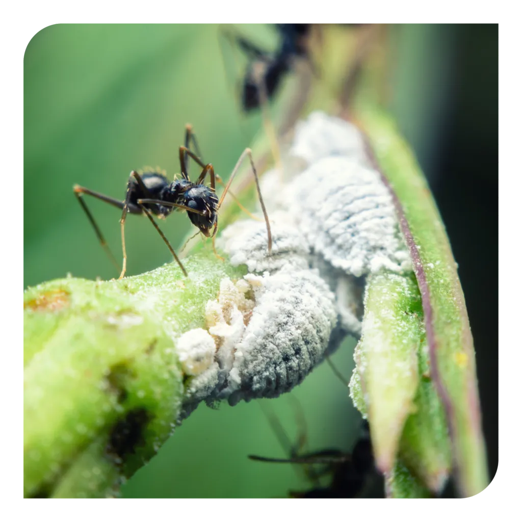 16410 tarantula feeding
