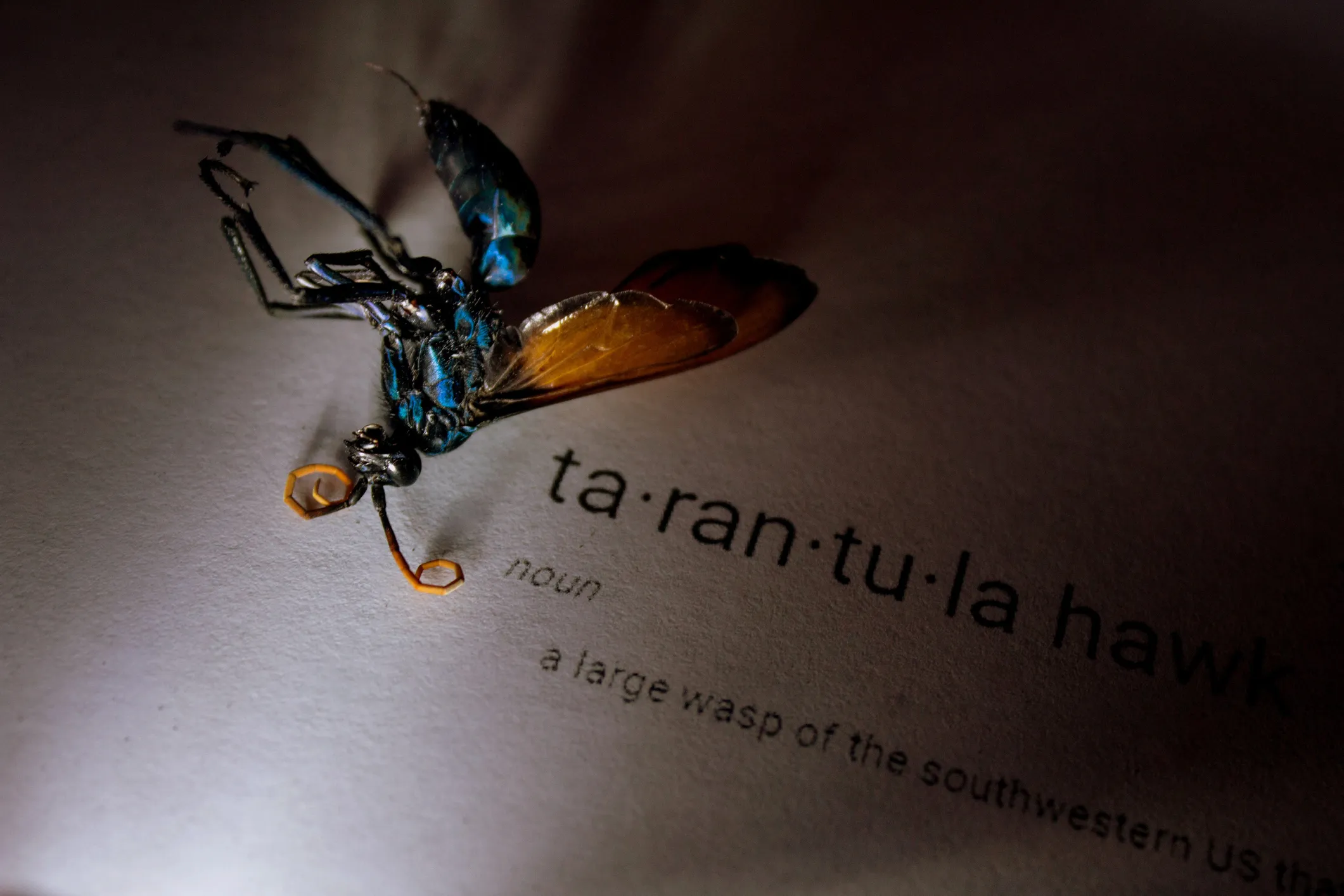 16414 tarantula hawk wasp