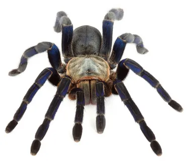 16415 sheffield tarantula habitat