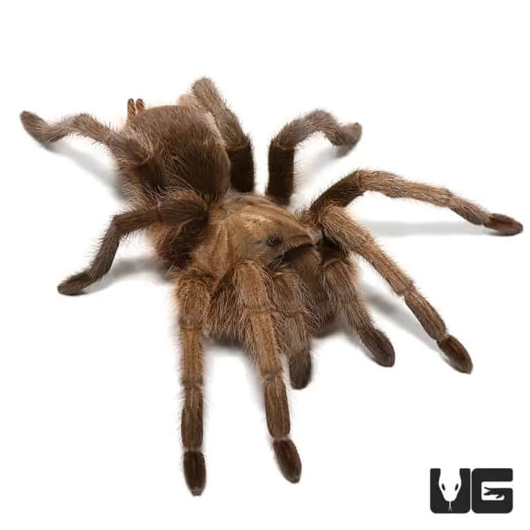 16415 tarantula health check