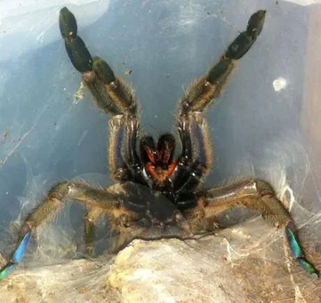 16416 skeleton tarantula feeding