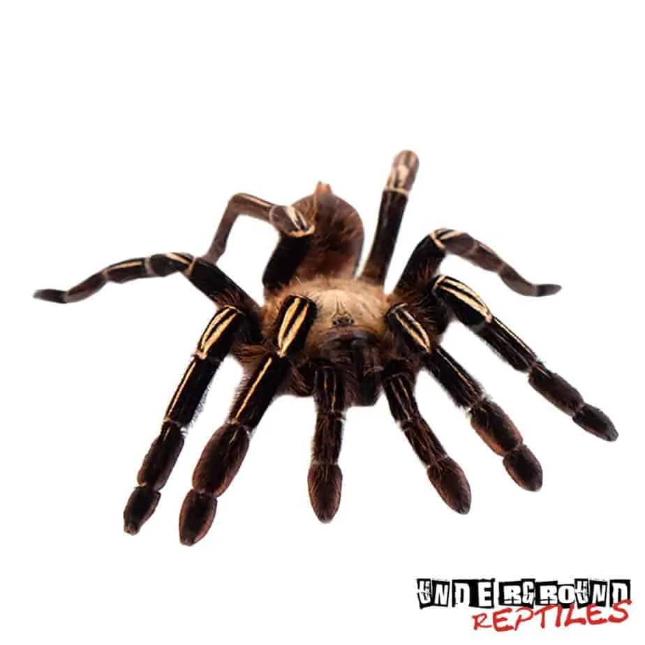 16416 skeleton tarantula health