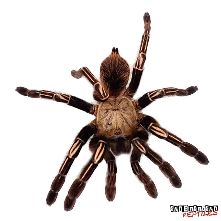 16416 skeleton tarantula molting