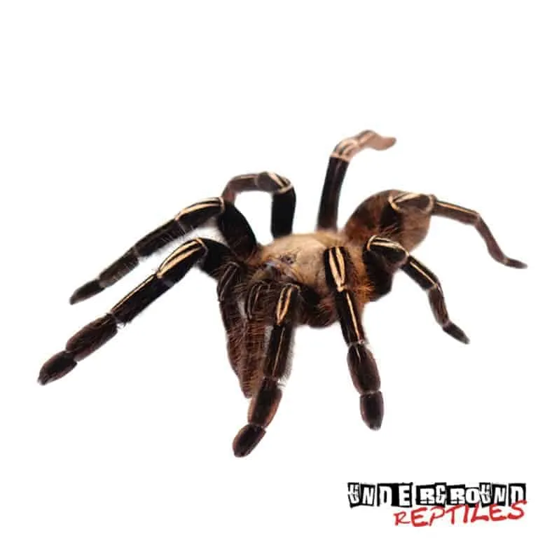 /img/16416-skeleton-tarantula-substrate.webp